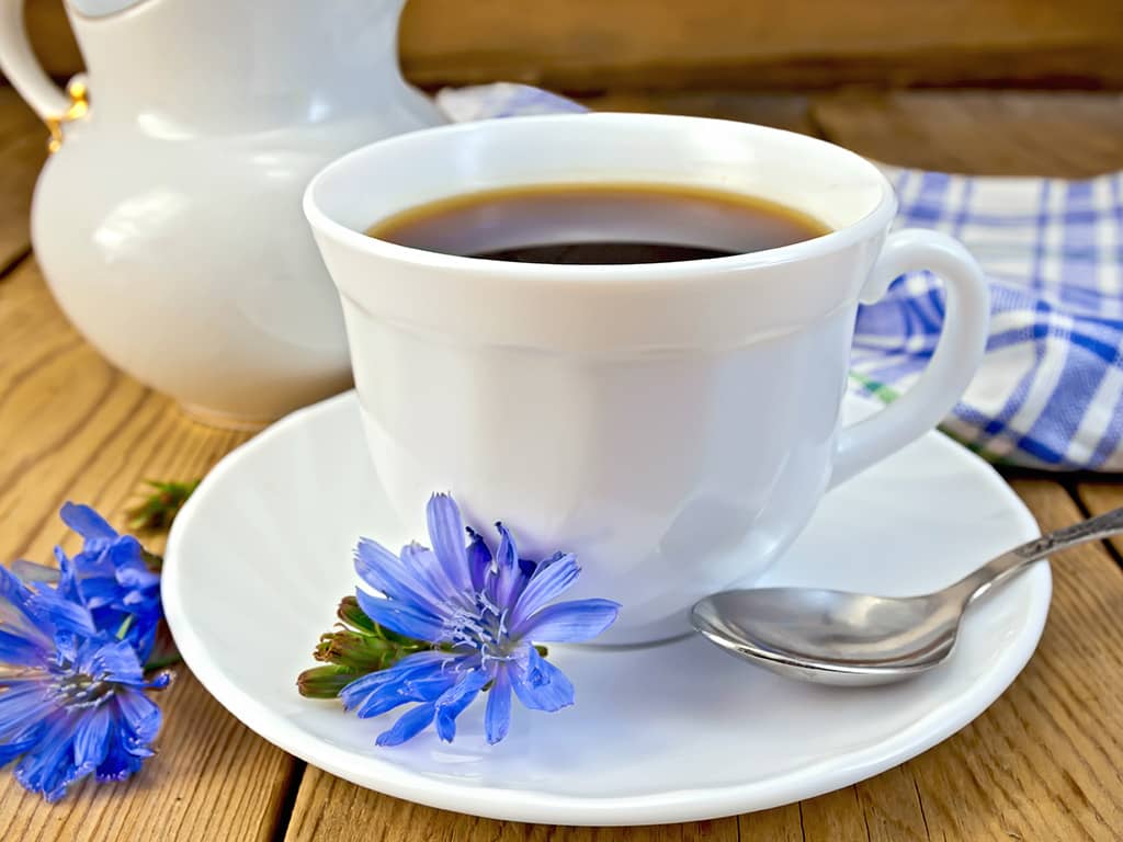 a cup of chicory root coffee with chicory flowers close up