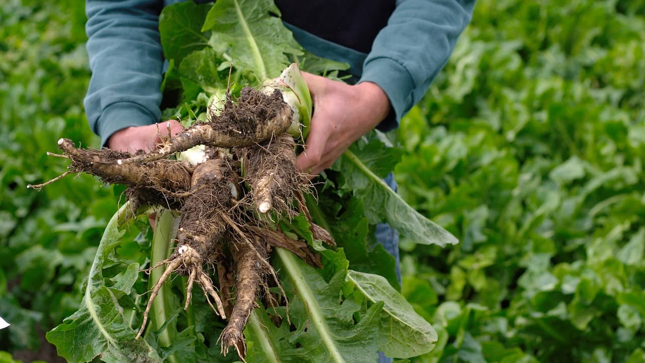 chicory roots harvest